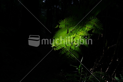 Tree fern frond caught is shaft of sunlight along bush track around Lake Tikipatu, Rotorua New Zealand.