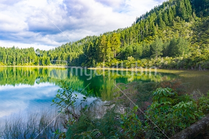 View across calm Blue Lake to ferns and trees on other side,  Rotorua New Zealand.