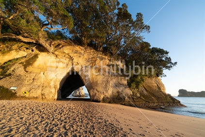 Over-hanging trees and shadows on rock wall with calm sea at sunrise on Cathedral Cove, Coromandel Peninsula New Zealand.