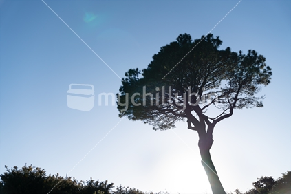 Lone pine standing on ridge back'lit by rising sun