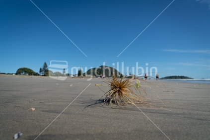 Spinifex seedhead rolls along Mount Maunganui Main Beach, Tumbleweed.
