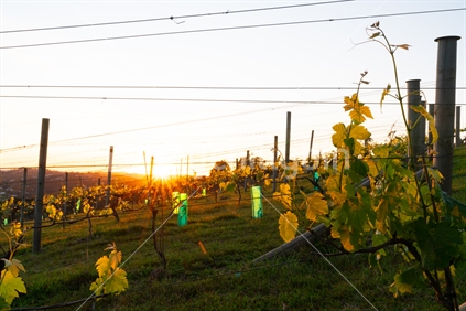 Vineyards with new spring growth backlit by sunrise