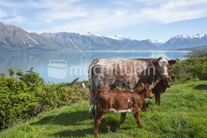 Brown cow with calves and snow capped Southern Alps across Lake Ohau 