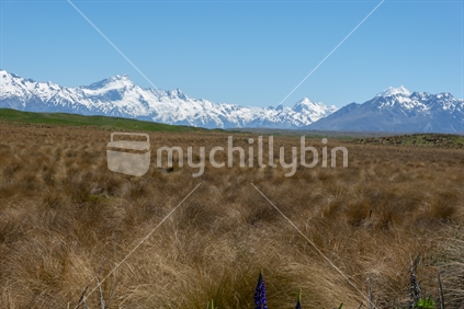 Snow clad hills in distance beyond expansive typically South Island tusssock landscape in New Zealand.