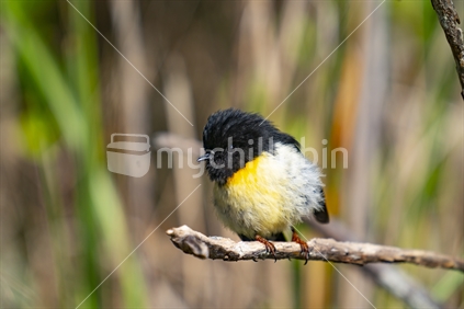 Small bird New Zealand male tomtit