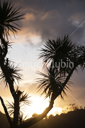 New Zealand cabbage tree in silhouette and monochrome at sunrise against a dramatic cloudy sky on Stewart Island.
