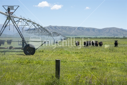 Herd of cattle in rural landscape grazing beside lateral irrigation system sprinkling water.