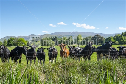 Cattle standing side by side at fence looking out from the field