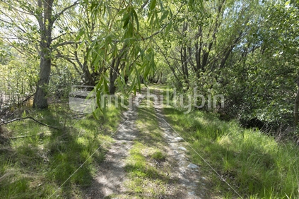 Picturesque rough track through trees at Patterson Ponds and surrounding trees and vegetation during spring in Canterbury, New Zealand.