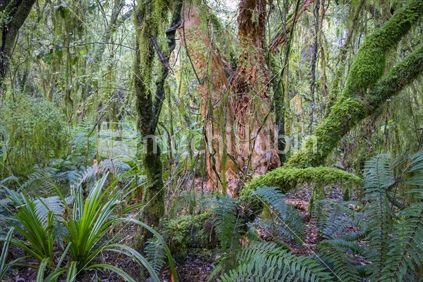 New Zealand rain forest dense and dark on forest floor with epiphytic ferns and mosses hang damp from tree fushia branches.
