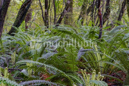 New Zealand rain forest dense and dark on forest floor with crown ferns cover.