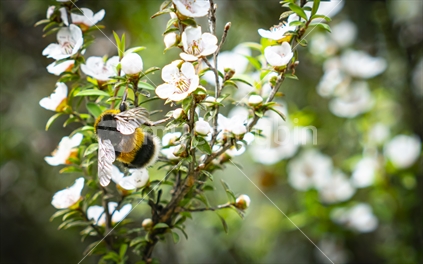 Bee pollinating white flowers of NZ Manuka tree.