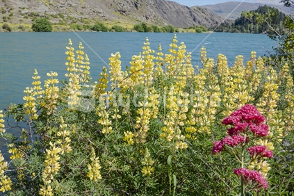 Bright spring colours of yellow lupin wildflowers on bank of Clutha River in Central Otago New Zealand.