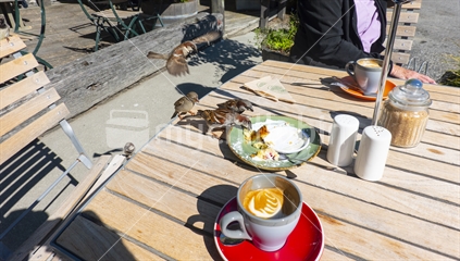 Cafe tables and sparrows.