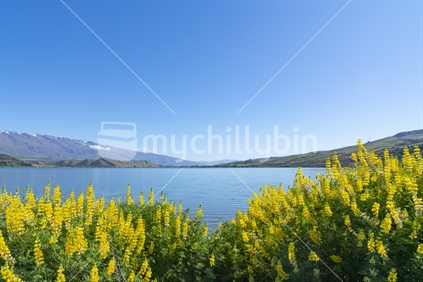 Beautiful Lake Dunstan landscape with yellow lupins in foreground and distant Southern Alps across lake at Cromwell, South Island, New Zealand.