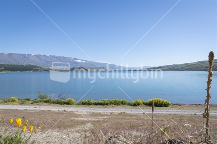 Track along beautiful Lake Dunstan past lupins at Cromwell, South Island, New Zealand.