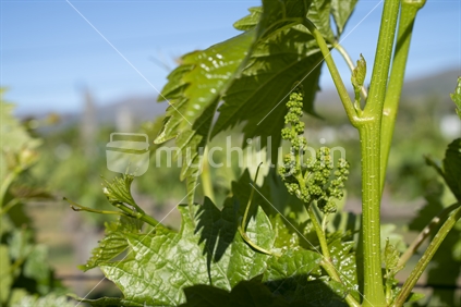 Closeup of newly formed bunches of small grapes on vines surrounded by green leaves