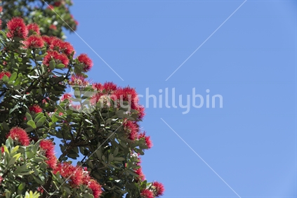 Brilliant red pohutukawa bloom on base of Mount Maunganui, against blue sky.