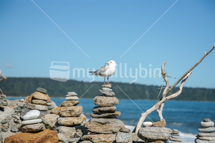 Seagull standing on stack small stones along  West Coast South Island beach and driftwood sticks,