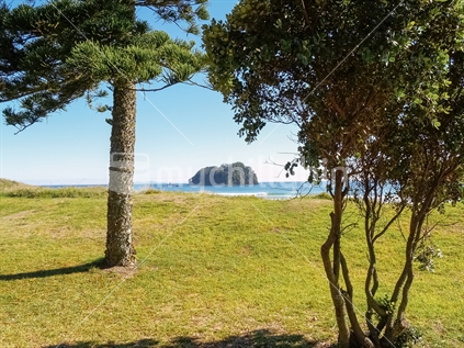 View past tree on dune to ocean beach and horizon at Mount Maunganui.