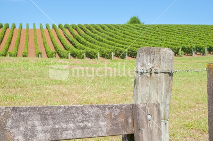 Gate through to vineyards in neat rows across rolling landscape