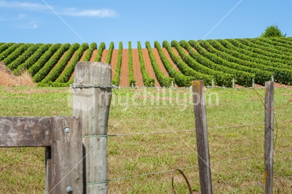 Vineyards in neat rows across rolling landscape