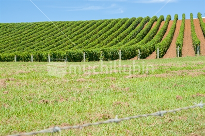 Vineyards in neat rows across rolling landscape