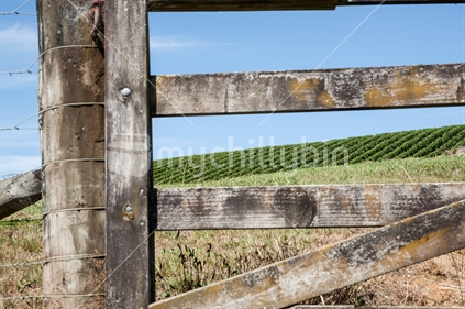 Vineyards viewed through wooden gate