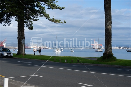 Tauranga New Zealand - June 26 2023; Pilot Bay view through waterfront Norfolk Pine trees in silhouette  across Tauranga Harbour to both sides of port facility.