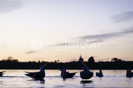 Sunrise over silhouetted bokeh seagulls on Tauranga harbour