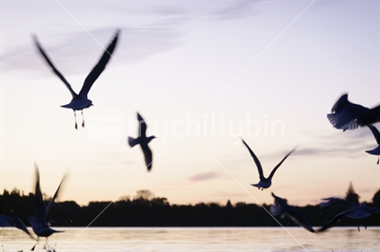 Seagulls back-lit by sunrise blurred in flight before sunrise over bay