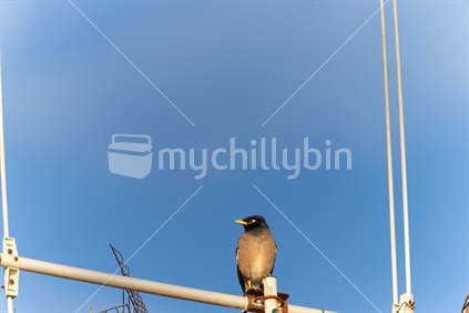 Common myna on TV aerial looking right.