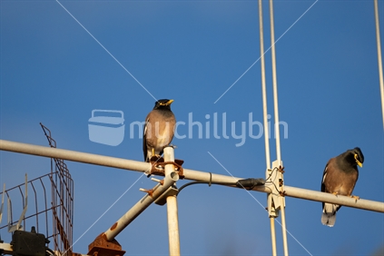 Two Common myna on TV aerial against blue sky background.