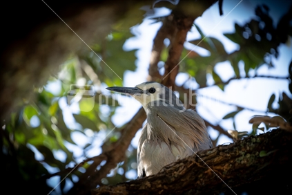 White faced heron perched high in pohutukakwa tree