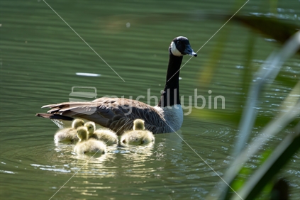 Canada goose adult bird with chicks in water.