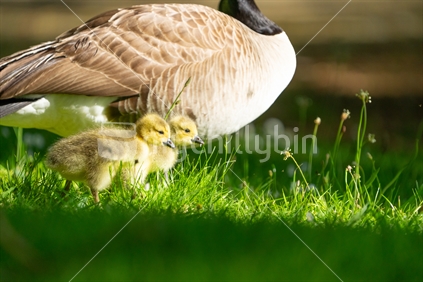 Small golden colour soft Canada goose gosling under body of adult.