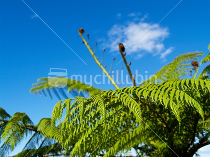 Ponga frond and unfurling new growth against blue sky