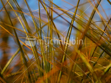 Abstract, close-up,blades of grass.