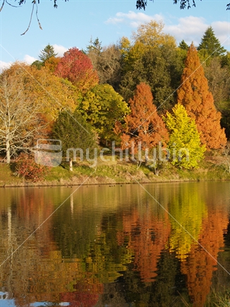 Tauranga, The natural beauty of Autumn colours, McLaren Falls Park, Tauranga