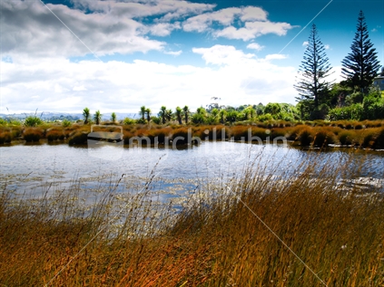 Salt marsh, a view of the Matua Salt marsh Tauranga. Salt marshes are an important part of the natures ecosystem. New Zealand