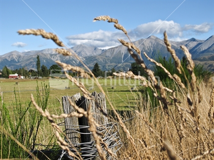 Rural Canterbury Plains scene with Southern Alps backdrop with grass seed heads in focus in the foreground, New Zealand