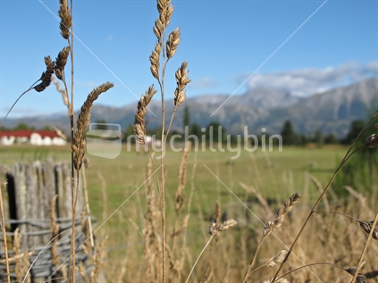 Typical New Zealand rural scene, Canterbury Plains