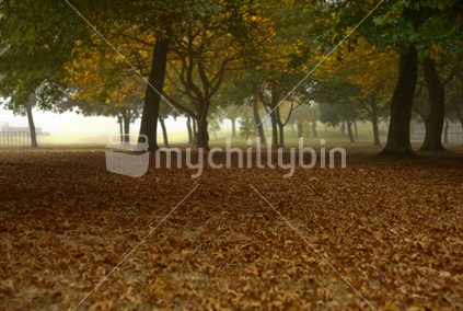Carpet of golden leaves on park floor under trees on misty morning, selective focus. New Zealand