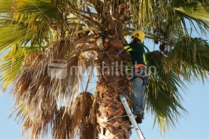 Arborist on ladder with safety gear and chainsaw, roped to palm tree trimming dead fronds. New Zealand