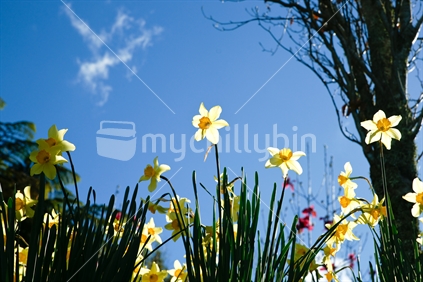 Field of yellow daffodils, backlit against blue sky