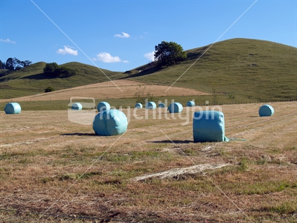 Hay baled, a NZ rural scene with the light green circular bales where they were packed