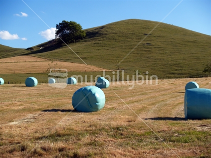 Hay baled, a NZ rural scene with the light green circular bales where they were packed