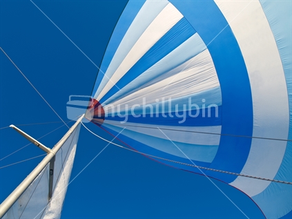 Under sail, a blue and white spinnaker balloons above under a clear blue sky.