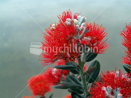 Closeup Pohutukawa flower