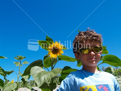 Boy on warm summers day, with sunflowers and blue sky.